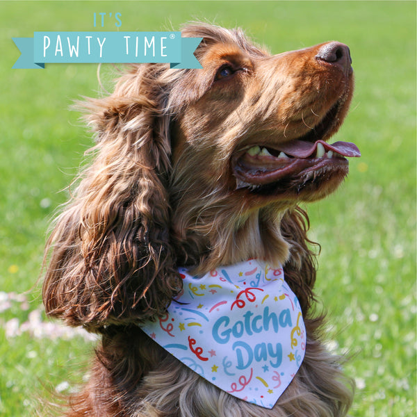 Ancol Gotcha Day Bandana