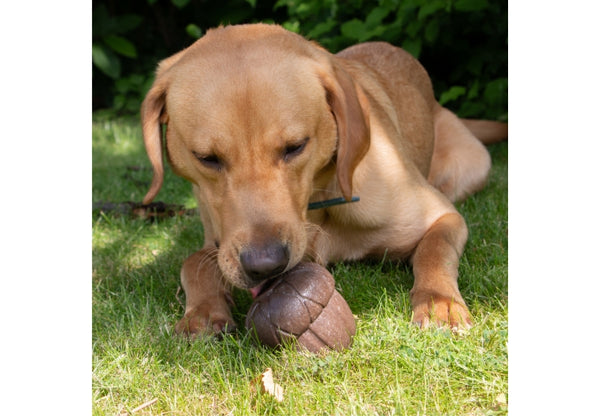 Orva Acorn Treat Dispensing Toy