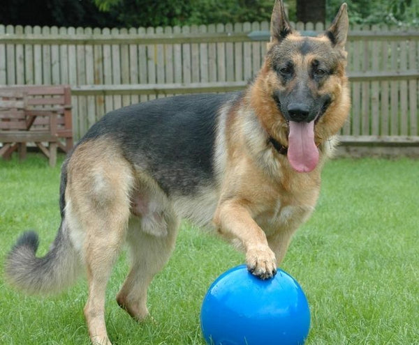 COA Boomer Ball Virtually indestructible dog ball
