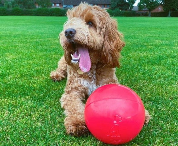 COA Boomer Ball Virtually indestructible dog ball