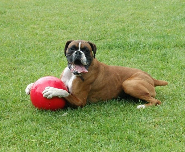 COA Boomer Ball Virtually indestructible dog ball