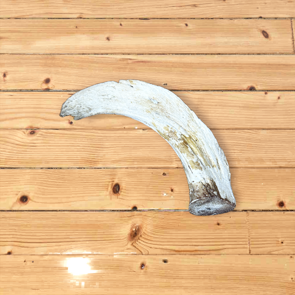 Lamb Horn Marrow