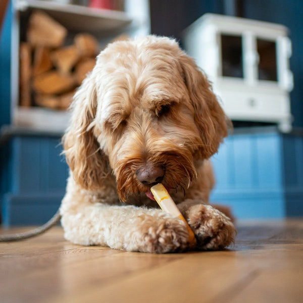 Pup Ice - Ready to Freeze Ice Lolly