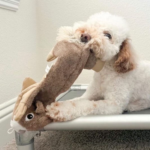 Tall Tails Stuffless Squirrel Dog Toy