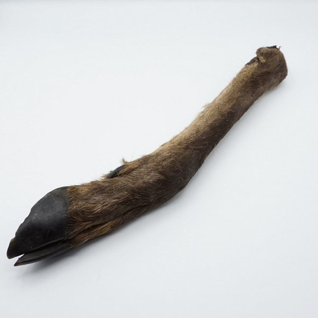 Air Dried Hairy Deer Leg