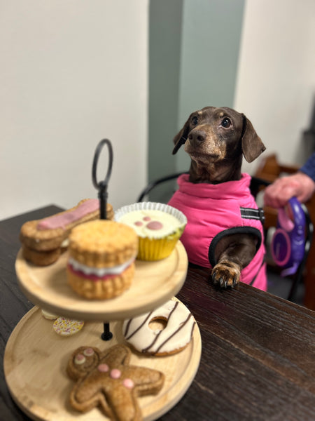 Wags & Whiskers Luxury Dog Afternoon Tea