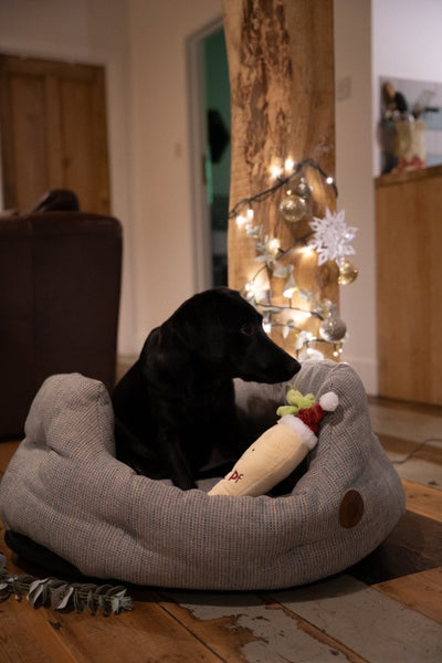 PetFace Peter Parsnip Plush Dog Toy