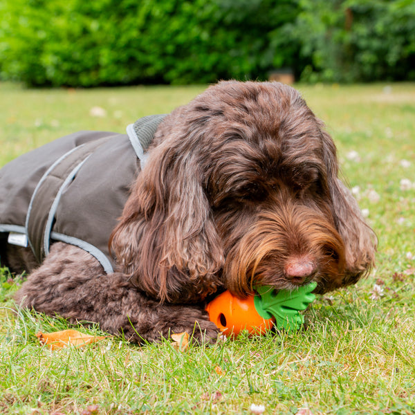 Orva Treat Carrot