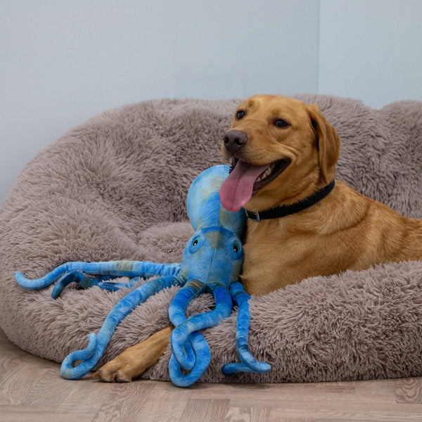 Ancol Cuddle Phil the Kraken Toy