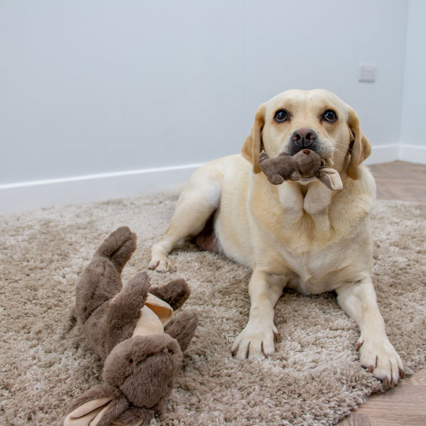 Ancol Cuddle Kangaroo & Joey Toy