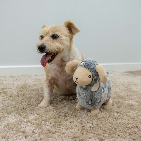 Ancol Cuddle Glow in the Dark Sheep Toy