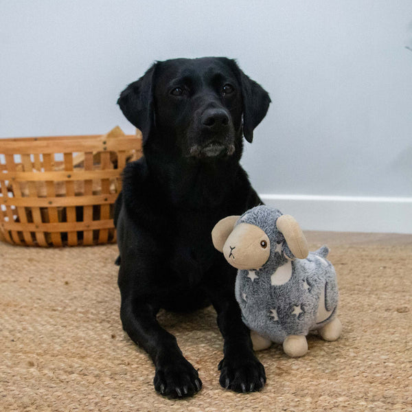 Ancol Cuddle Glow in the Dark Sheep Toy