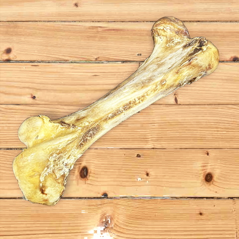 Ostrich Dino Bone