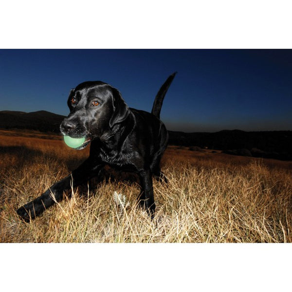 Chuckit! Max Glow Balls (3 Sizes)