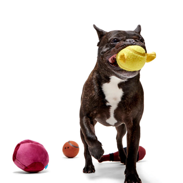 BARK - Quidditch™ Equipment Pack Plush Multi-Part + Fetch Dog Toy