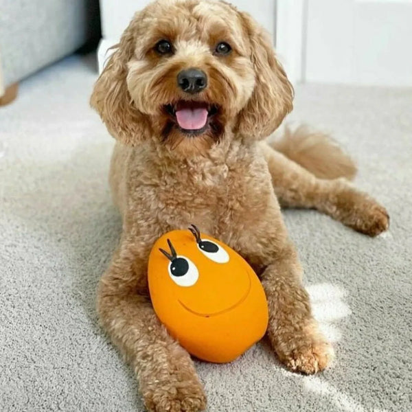 OVO Eggs (XL) - (Various Colours)