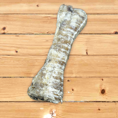 Buffalo Trachea Bone