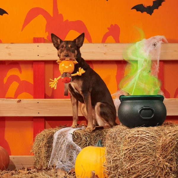 BARK Halloween Jack-Crow-Lantern Toy