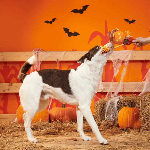 BARK Halloween Jack-Crow-Lantern Toy