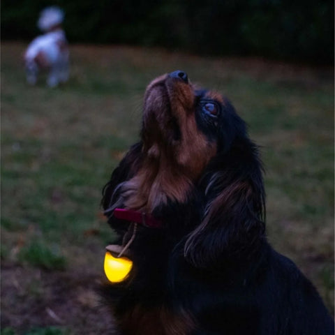 Ancol Rechargeable Acorn Blinker Light