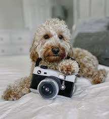P.L.A.Y. Camera Plush Dog Toy