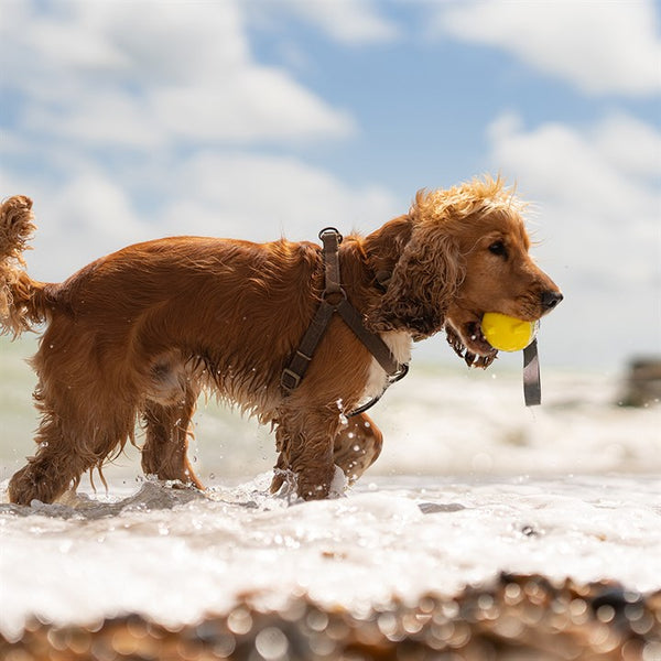 Great & Small Frubba Flash Throw Dog Toy