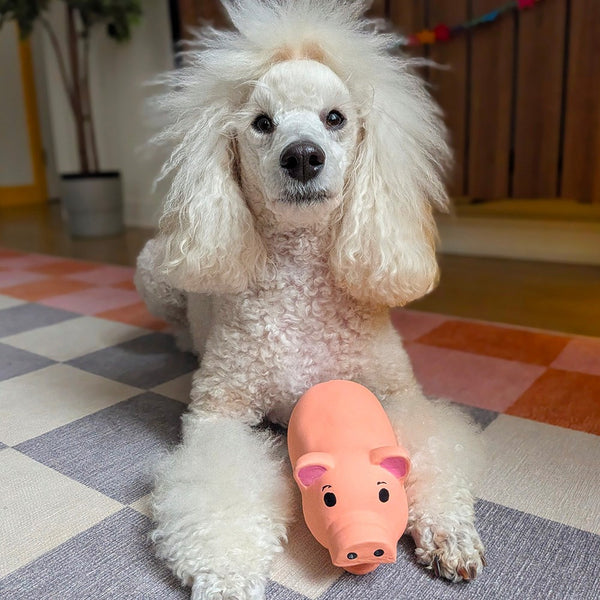 Great & Small Spring Farm Latex Pig Dog Toy