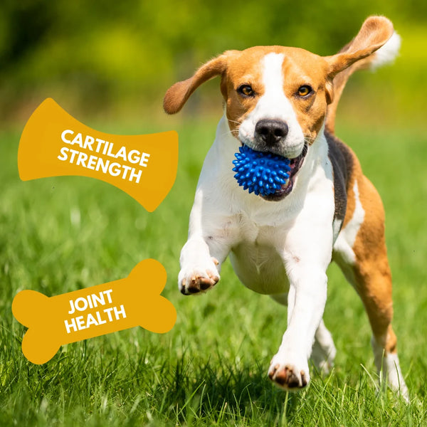 Bound Pets - Hip & Joint Daily Liquid Supplement