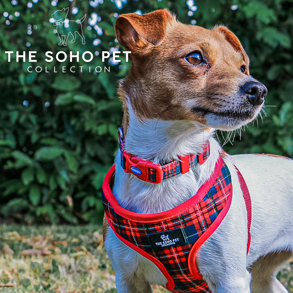 SOHO Pet Tartan/Star Reversible Harness