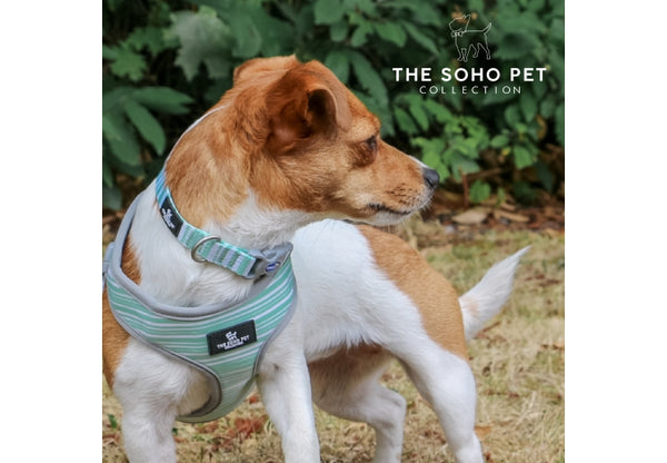 SOHO Pet Stripe/Leaf Reversible Harness